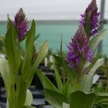 Dactylorhiza hybrids