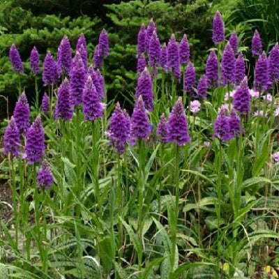 Dactylorhiza hybrids