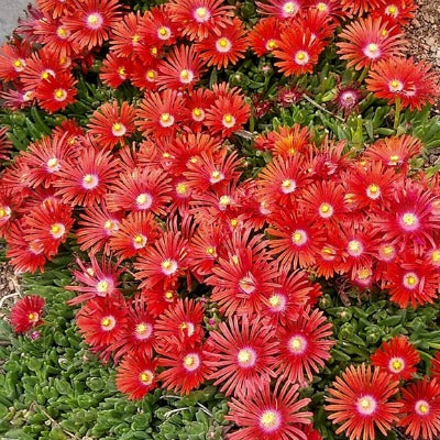 Delosperma_Red_Mountain