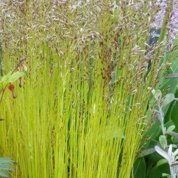 Deschampsia_tatra_gold.jpg