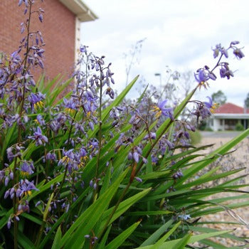 Dianella_revoluta