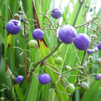 Dianella_revoluta