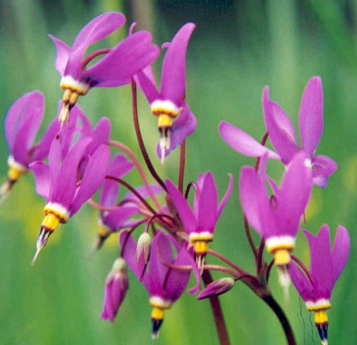 Dodecatheon_pauciflorum