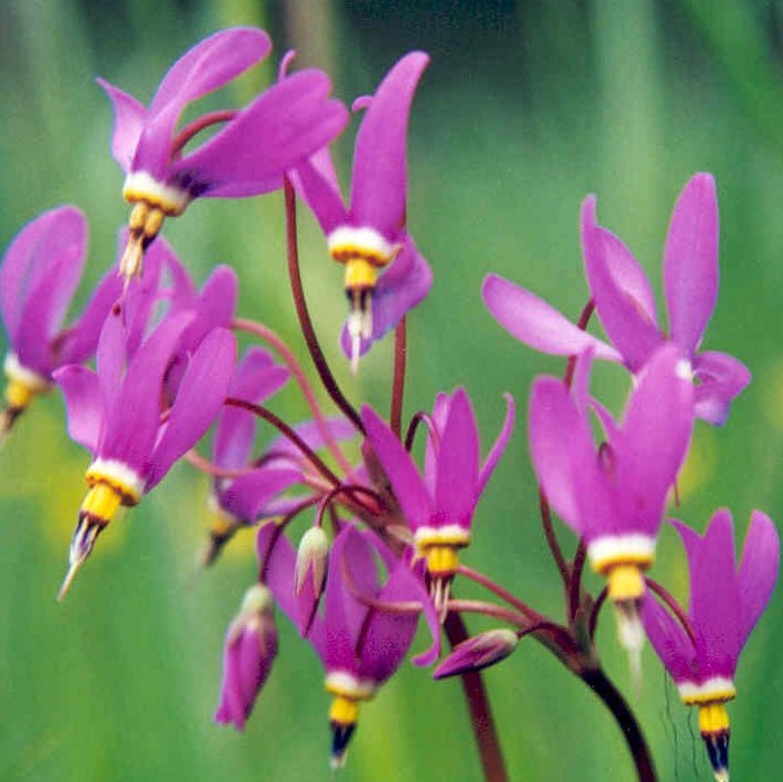 Dodecatheon_pauciflorum