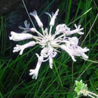Drimia sphaerocephala syn capitata