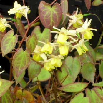Epimedium_x_versicolor_sulphureum.jpg