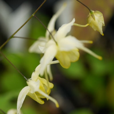 Epimedium_Flowers_of_Sulphur