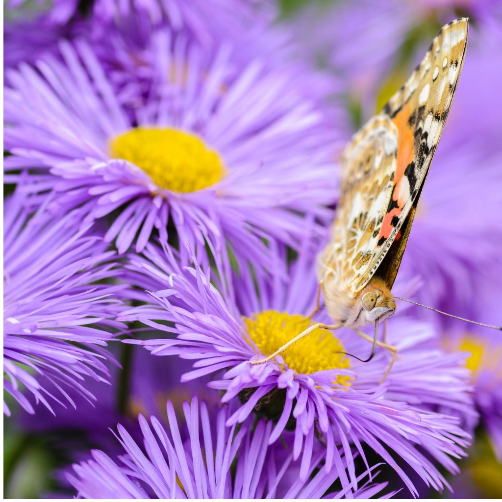 Erigeron dominator