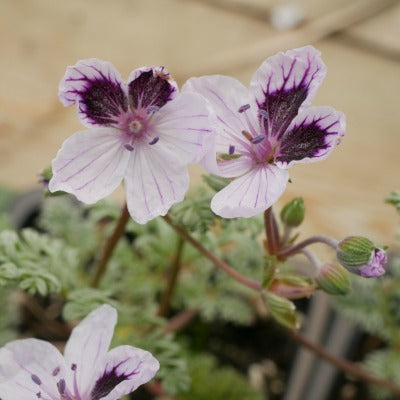 Erodium_Caress