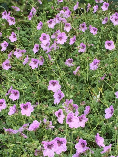 Erodium_Freedom