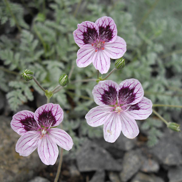 Erodium_x_kolbianum_Natasha