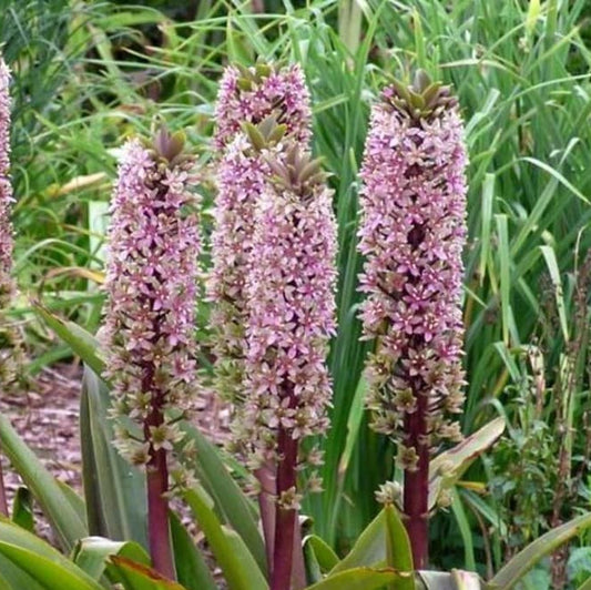 Eucomis comosa Sparkling Burgundy