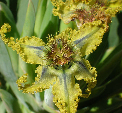 Ferraria divaricata
