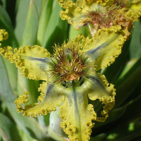 Ferraria divaricata