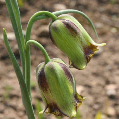 Fritillaria_acmopetala