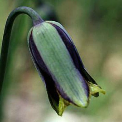 Fritillaria elwesii