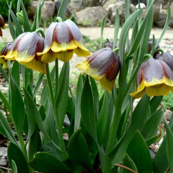 Fritillaria_michailovskyi.jpg