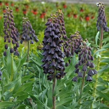 Fritillaria_persica.jpg