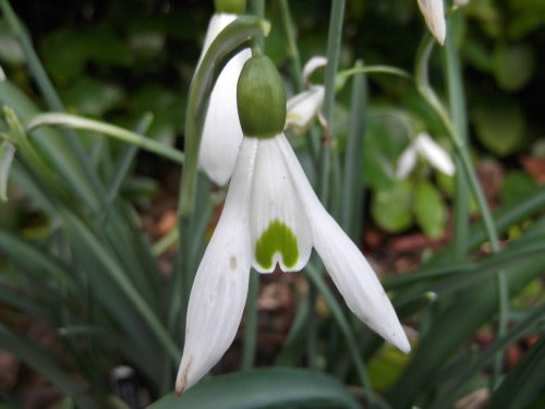 Galanthus_Atkinsii