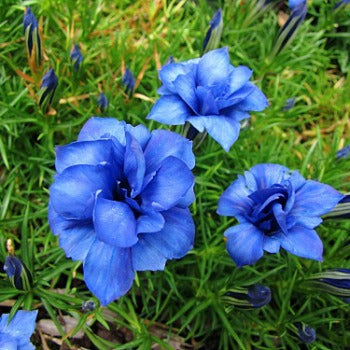 Gentiana_Eugen's Allerbester