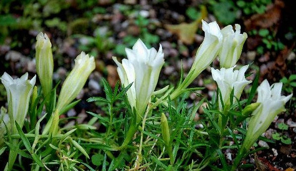 Gentiana_sino_ornata_Serenity