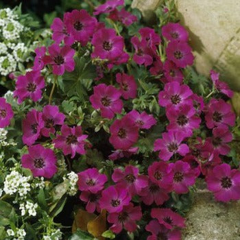 Geranium_cinereum_memories_eu17467.jpg