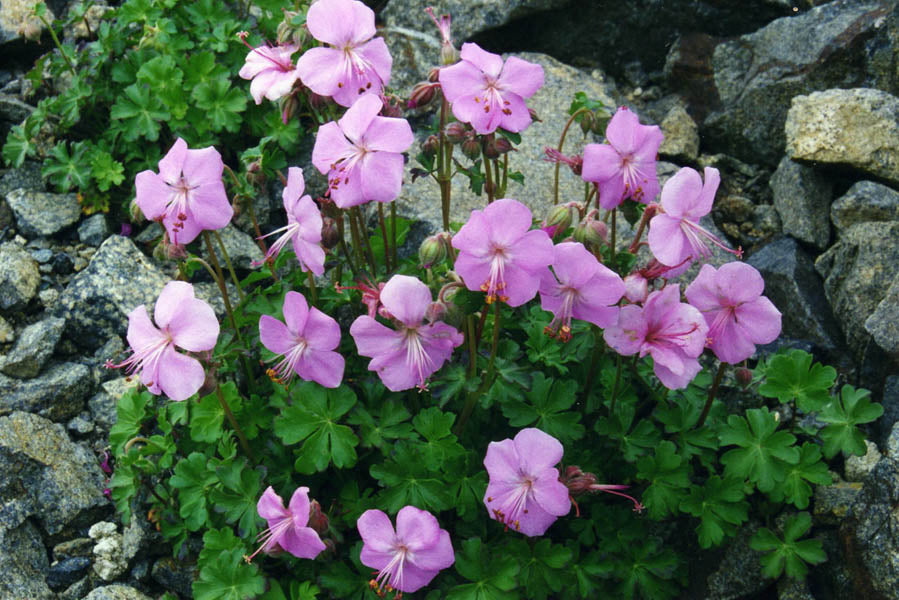 Geranium_dalmaticum