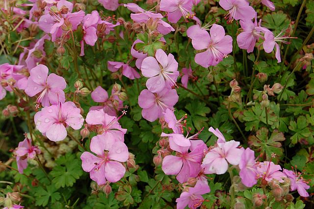 Geranium dalmaticum Bressingham Pink