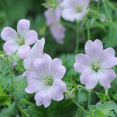 Geranium_Dreamland