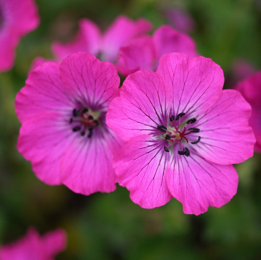 Geranium_cinereum_memories_eu17467.jpg