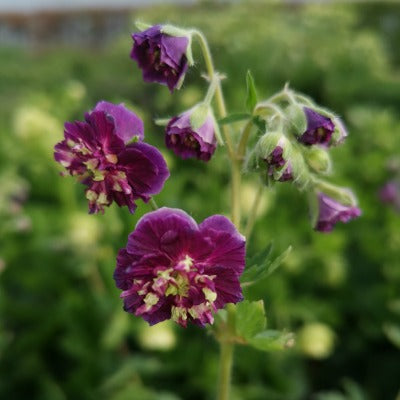 Geranium_phaeum_Joseph_Green