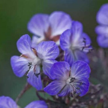 Geranium_pratense_purple_heron.jpg