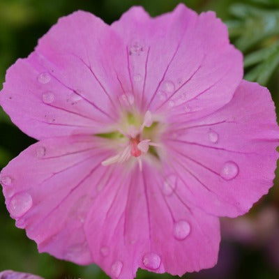 Geranium_sanguineum_Max_Frei