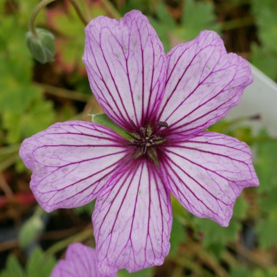 Geranium cinereum Van Lochem