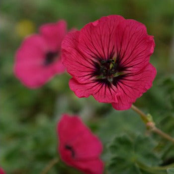 Geranium_x_cinereum_melody.jpg