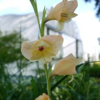 Gladiolus dalenii ssp dalenii
