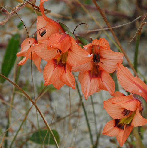 Gladiolus meliusculus