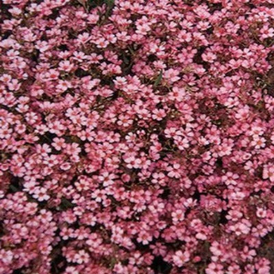 Gypsophila_repens_Ruby_Gems