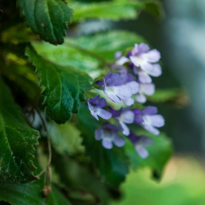 Haberlea_rhodopensis