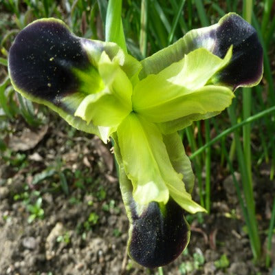 Hermodactylus_tuberosus