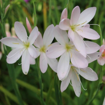 Hesperantha_Wilfred_H_Bryant