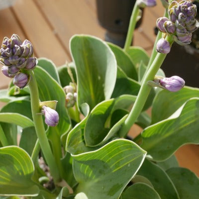 Hosta_Blue_Mouse_Ears