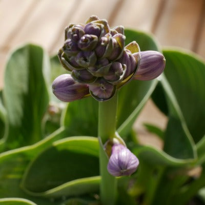 Hosta_Blue_Mouse_Ears