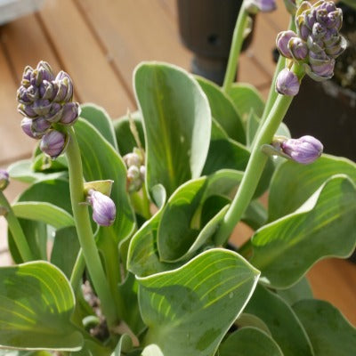 Hosta_Blue_Mouse_Ears