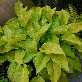 Hosta_golden_wedding.jpg