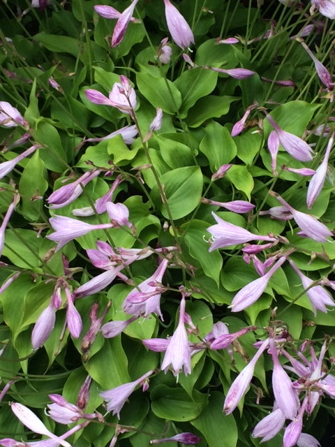 Hosta_Lilac_Wine
