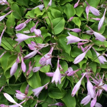 Hosta_Lilac_Wine