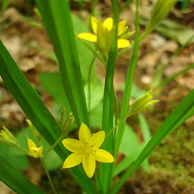 Hypoxis krebsii