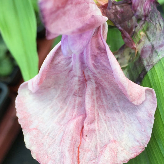 Roscoea purpurea Pale Face