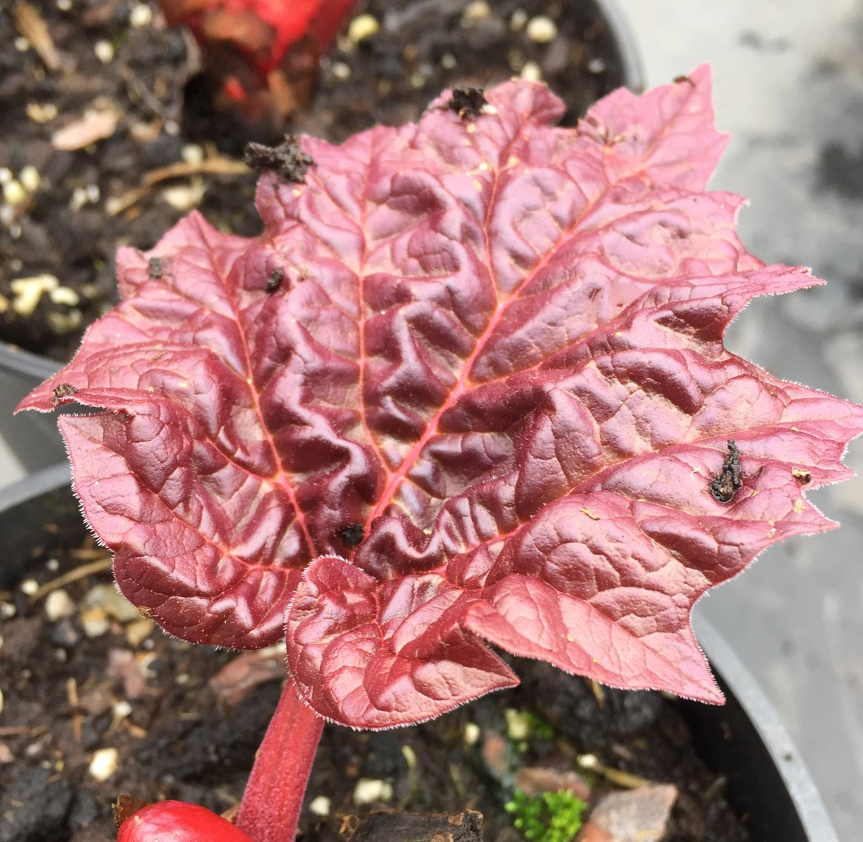 Rheum palmatum atrosanguineus